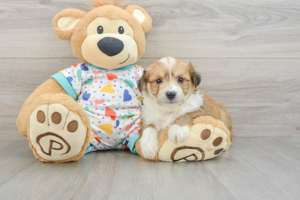 Friendly Aussiechon Baby