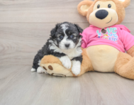7 week old Aussiechon Puppy For Sale - Fairfield Furbabies