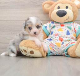 6 week old Aussiechon Puppy For Sale - Fairfield Furbabies