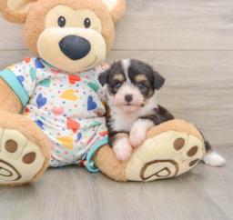 6 week old Aussiechon Puppy For Sale - Fairfield Furbabies
