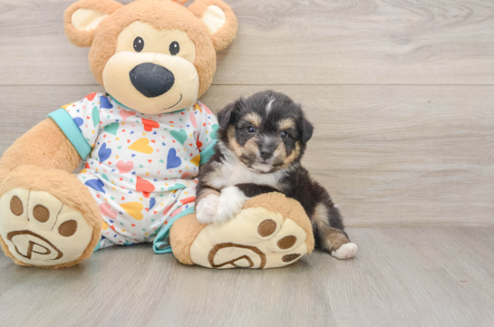 FINNICK, a Aussiechon littermate