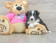 8 week old Aussiechon Puppy For Sale - Fairfield Furbabies