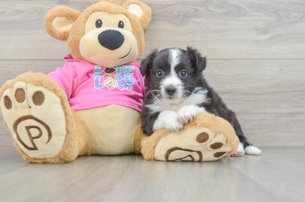 8 week old Aussiechon Puppy For Sale - Fairfield Furbabies