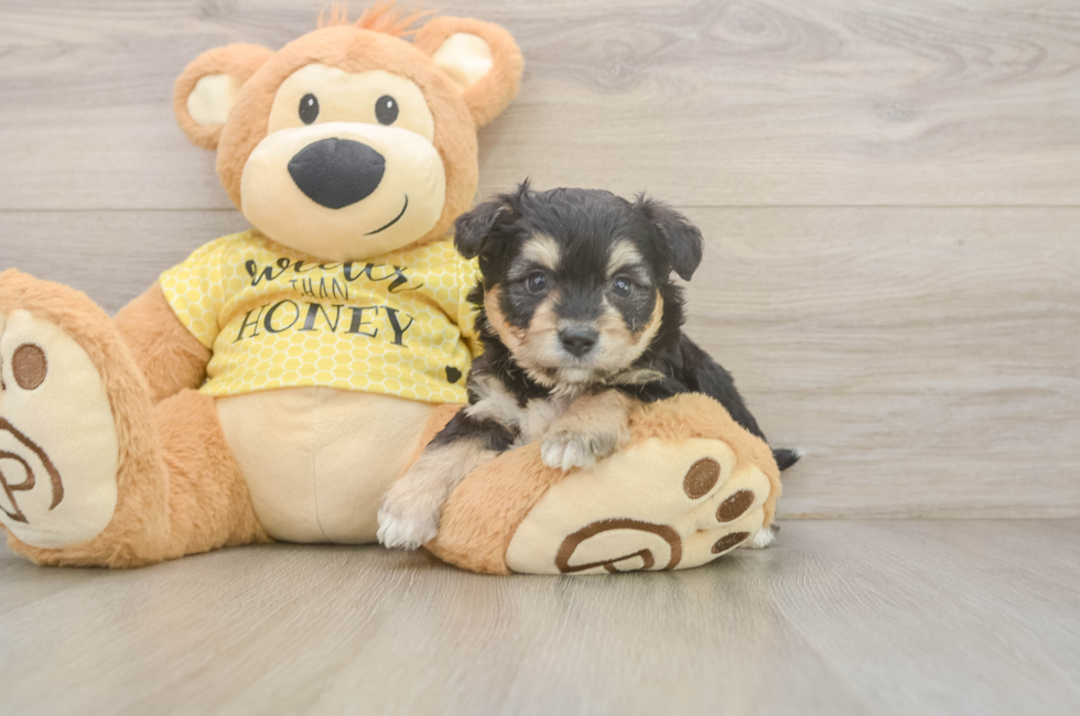 5 week old Aussiechon Puppy For Sale - Fairfield Furbabies