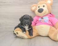 5 week old Aussiechon Puppy For Sale - Fairfield Furbabies