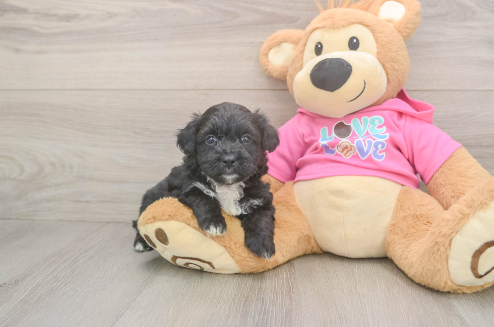 5 week old Aussiechon Puppy For Sale - Fairfield Furbabies