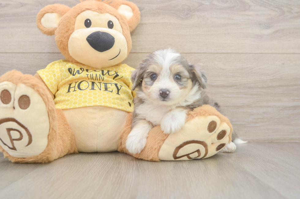 5 week old Aussiechon Puppy For Sale - Fairfield Furbabies