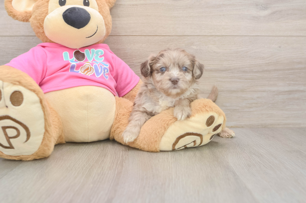 5 week old Aussiechon Puppy For Sale - Fairfield Furbabies
