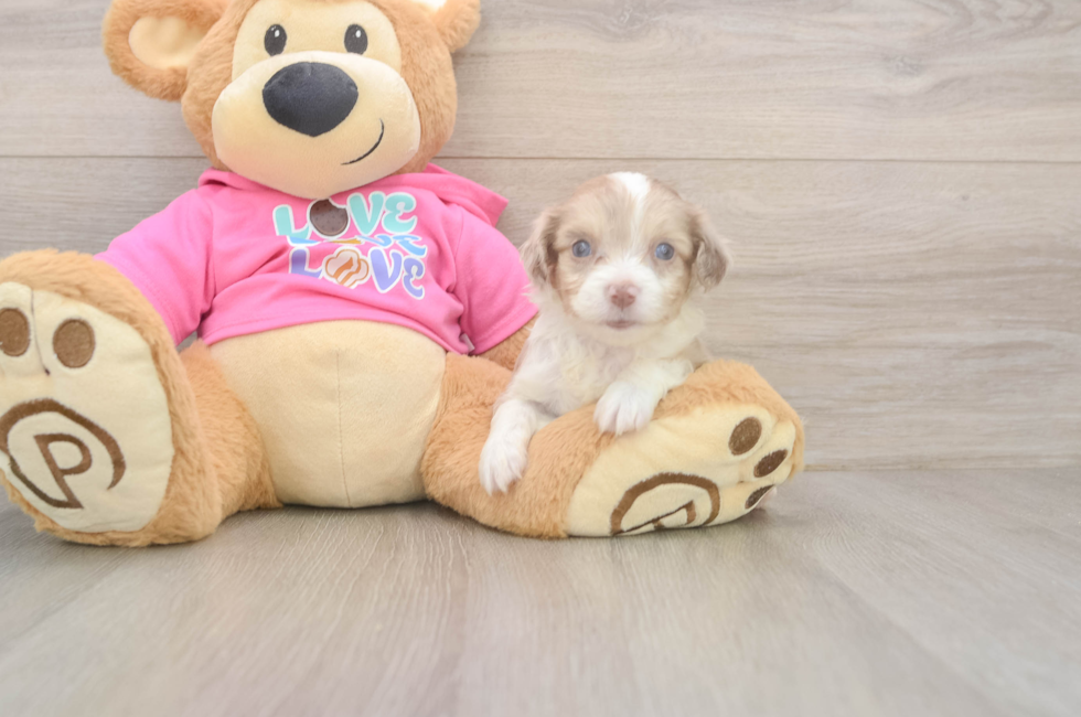 5 week old Aussiechon Puppy For Sale - Fairfield Furbabies