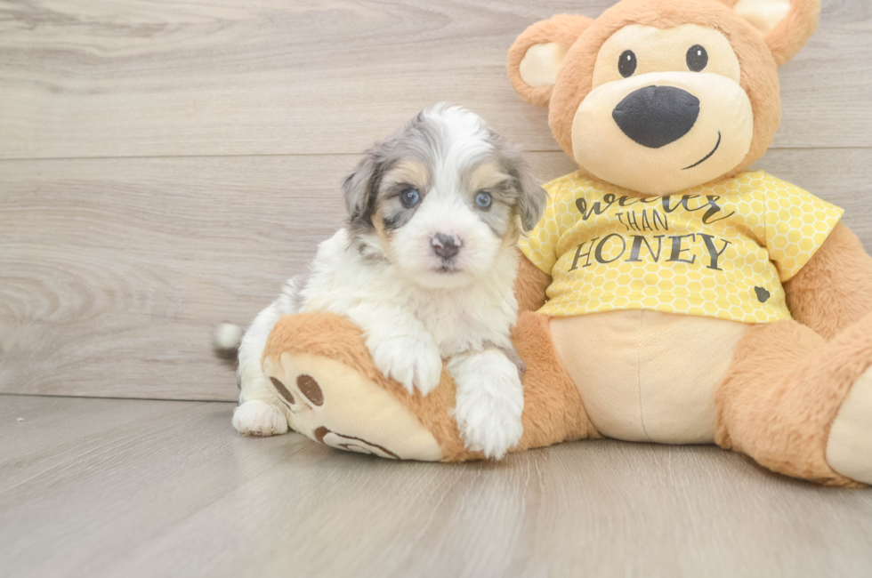 5 week old Aussiechon Puppy For Sale - Fairfield Furbabies