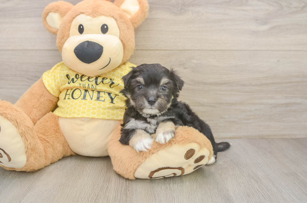 5 week old Aussiechon Puppy For Sale - Fairfield Furbabies