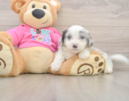 5 week old Aussiechon Puppy For Sale - Fairfield Furbabies