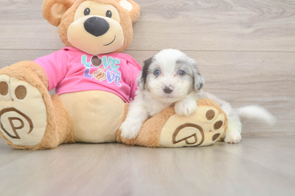 5 week old Aussiechon Puppy For Sale - Fairfield Furbabies
