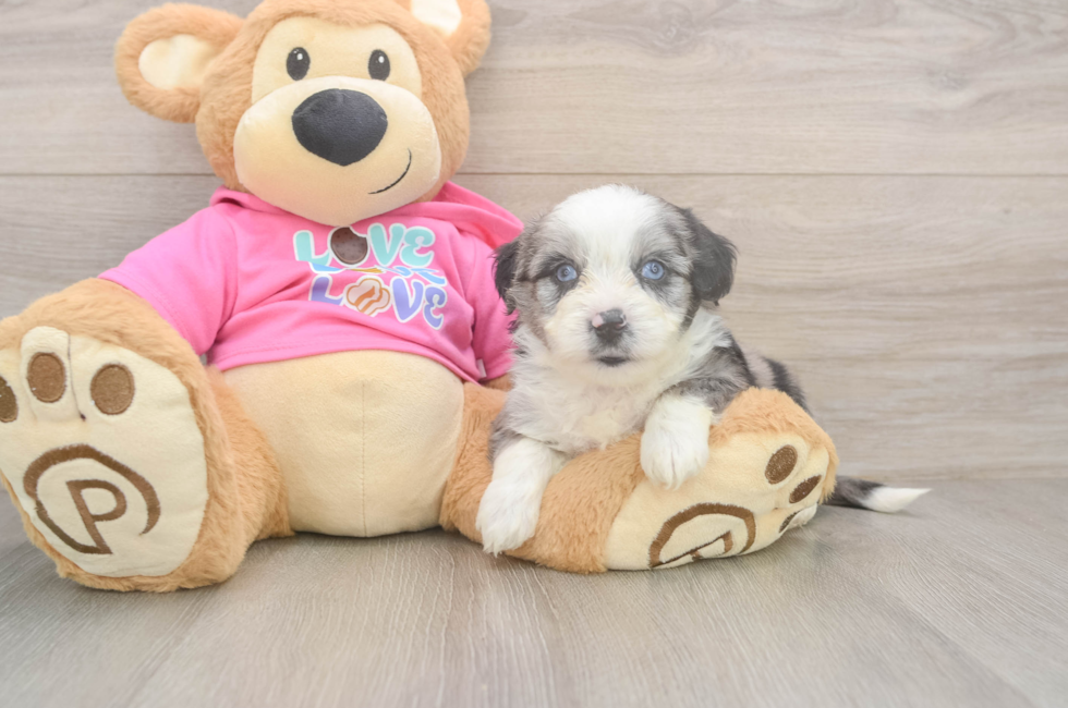 5 week old Aussiechon Puppy For Sale - Fairfield Furbabies