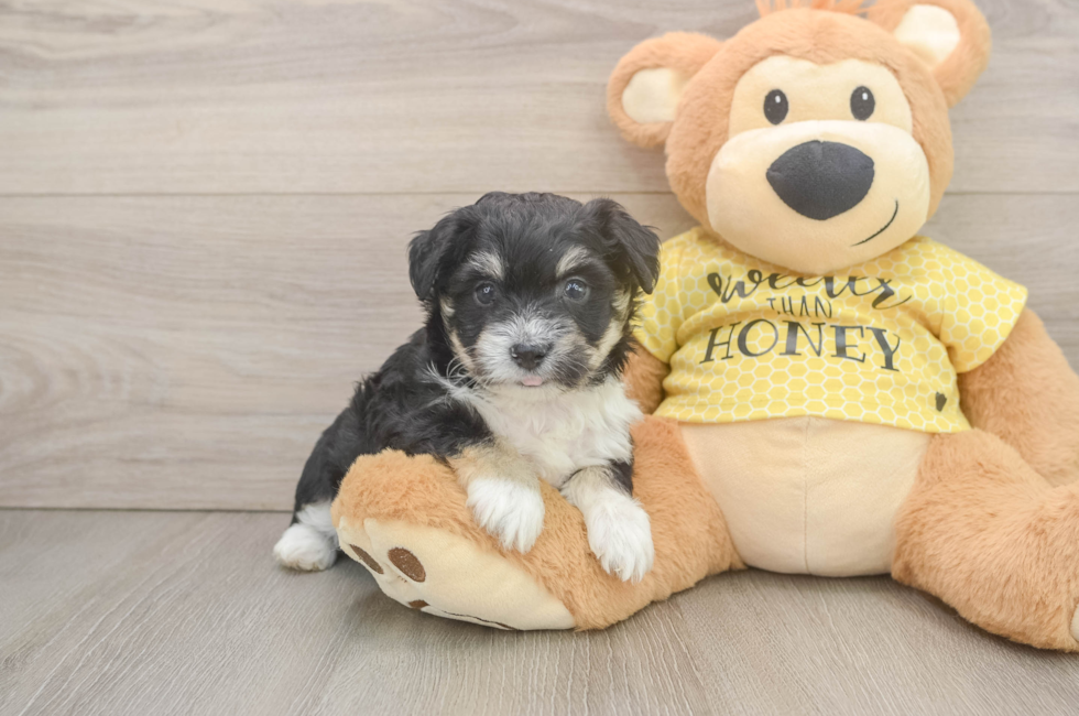 5 week old Aussiechon Puppy For Sale - Fairfield Furbabies