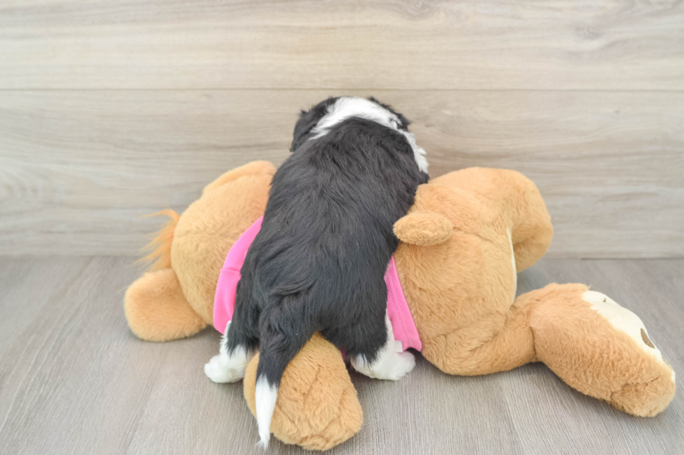 Best Aussiechon Baby