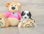 8 week old Aussiechon Puppy For Sale - Fairfield Furbabies