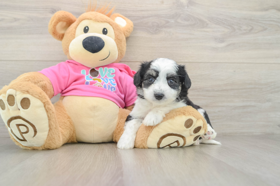 Hypoallergenic Aussie Bichon Designer Puppy