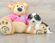 8 week old Aussiechon Puppy For Sale - Fairfield Furbabies