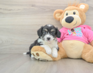 8 week old Aussiechon Puppy For Sale - Fairfield Furbabies