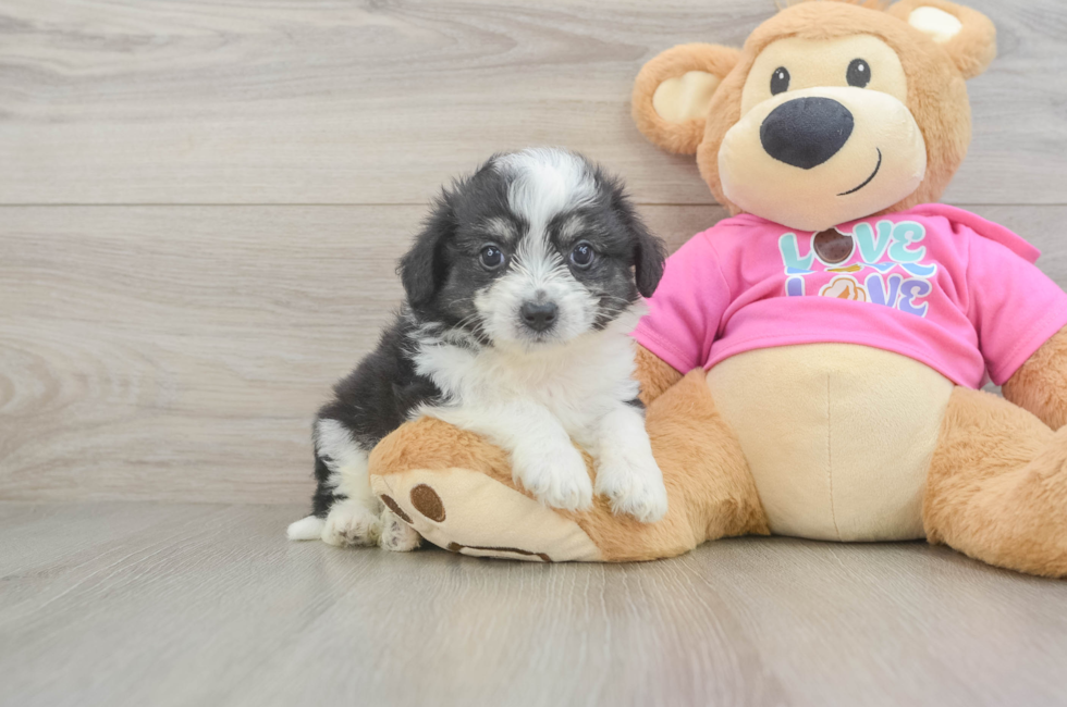 5 week old Aussiechon Puppy For Sale - Fairfield Furbabies