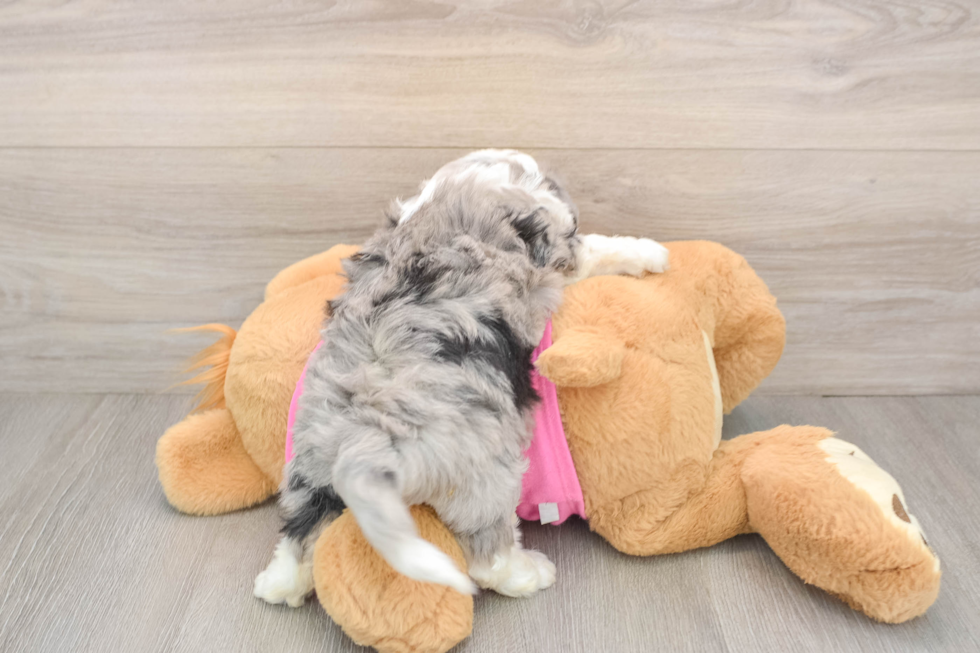 Adorable Aussie Bichon Designer Puppy