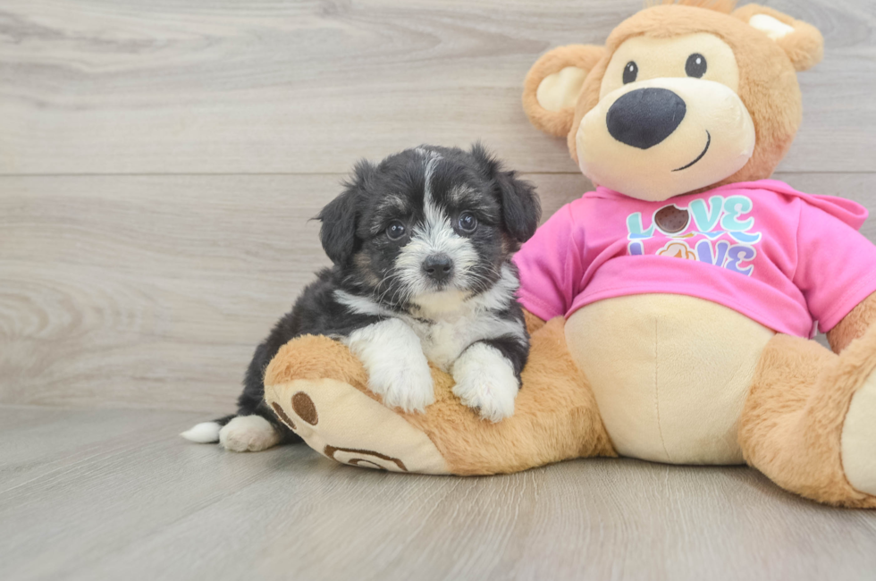 5 week old Aussiechon Puppy For Sale - Fairfield Furbabies