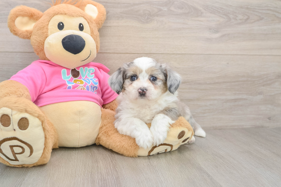 Best Aussiechon Baby