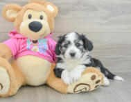 8 week old Aussiechon Puppy For Sale - Fairfield Furbabies