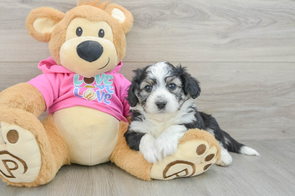 8 week old Aussiechon Puppy For Sale - Fairfield Furbabies