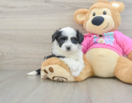 7 week old Aussiechon Puppy For Sale - Fairfield Furbabies