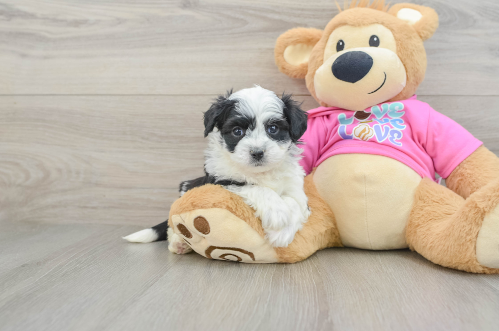 7 week old Aussiechon Puppy For Sale - Fairfield Furbabies