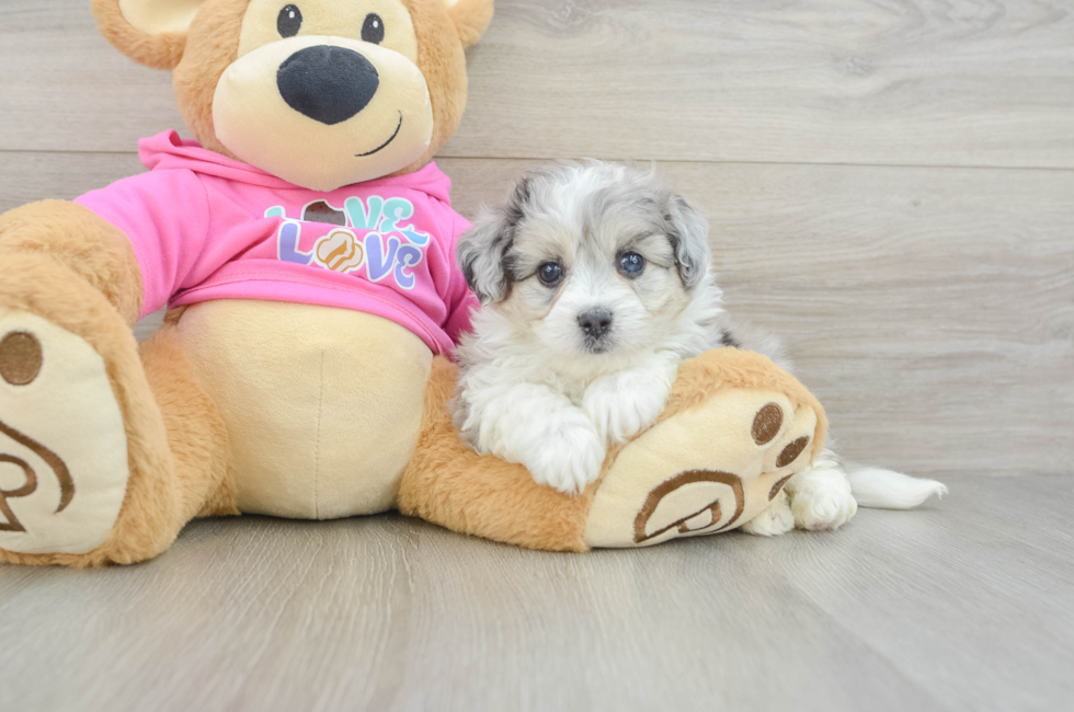 6 week old Aussiechon Puppy For Sale - Fairfield Furbabies