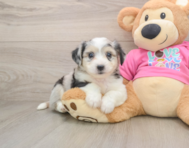 9 week old Aussiechon Puppy For Sale - Fairfield Furbabies