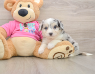 9 week old Aussiechon Puppy For Sale - Fairfield Furbabies