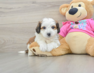 7 week old Aussiechon Puppy For Sale - Fairfield Furbabies