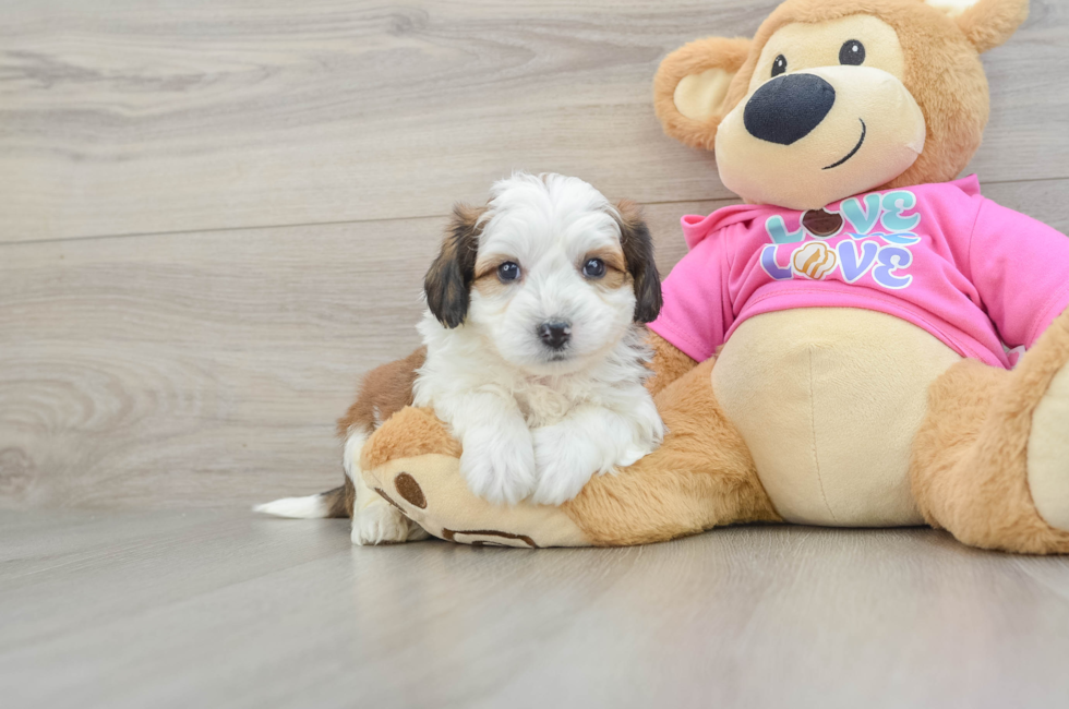 7 week old Aussiechon Puppy For Sale - Fairfield Furbabies