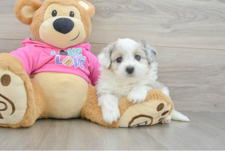 Petite Aussiechon Designer Pup