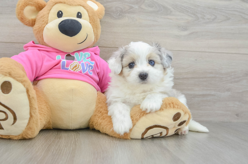 6 week old Aussiechon Puppy For Sale - Fairfield Furbabies