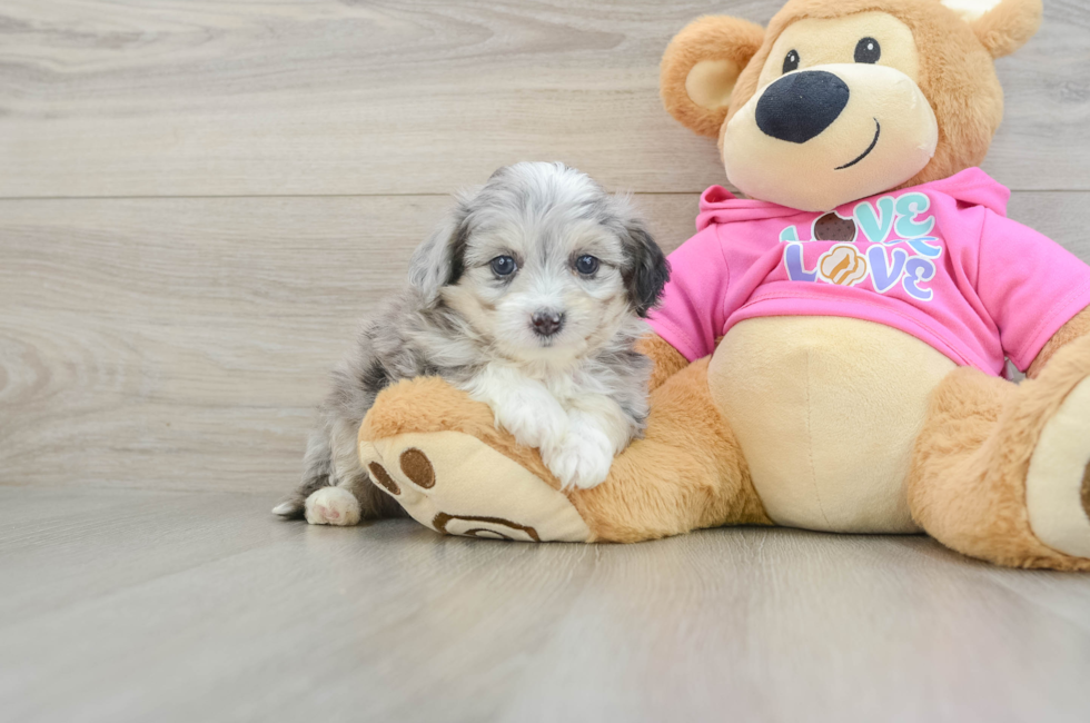 6 week old Aussiechon Puppy For Sale - Fairfield Furbabies