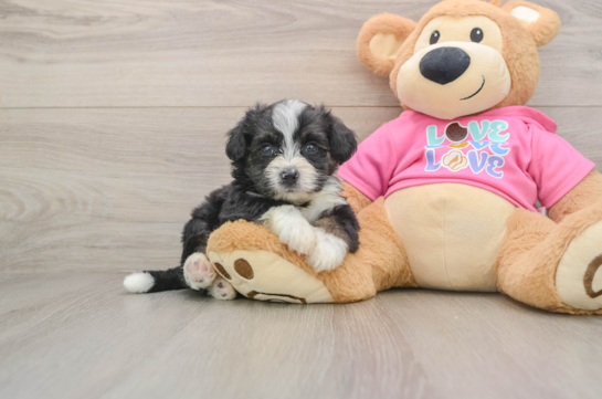 KABLUEY, a Aussiechon littermate