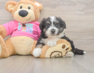 6 week old Aussiechon Puppy For Sale - Fairfield Furbabies