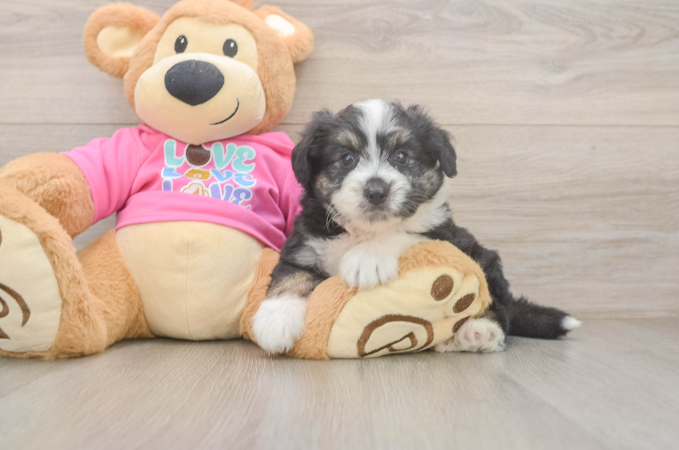 5 week old Aussiechon Puppy For Sale - Fairfield Furbabies