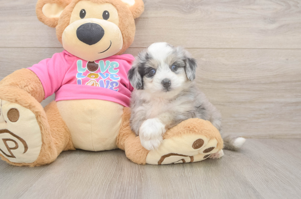 5 week old Aussiechon Puppy For Sale - Fairfield Furbabies
