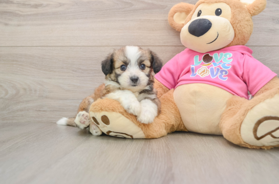 KOBY, a Aussiechon littermate