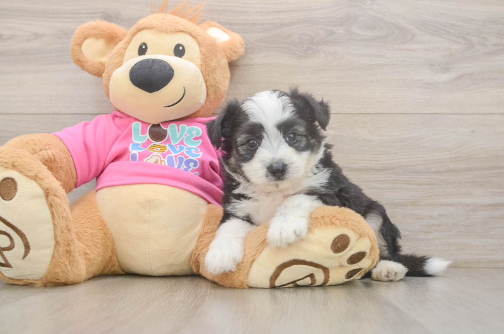 5 week old Aussiechon Puppy For Sale - Fairfield Furbabies
