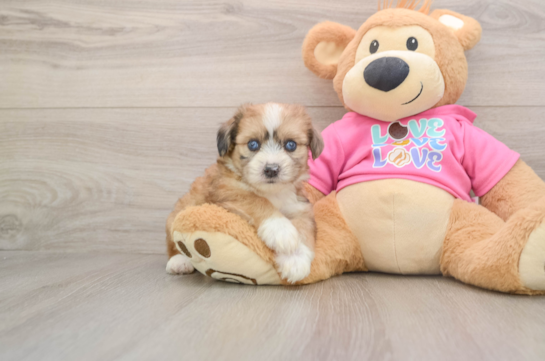 KYLE, a Aussiechon littermate