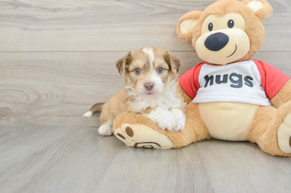 6 week old Aussiechon Puppy For Sale - Fairfield Furbabies