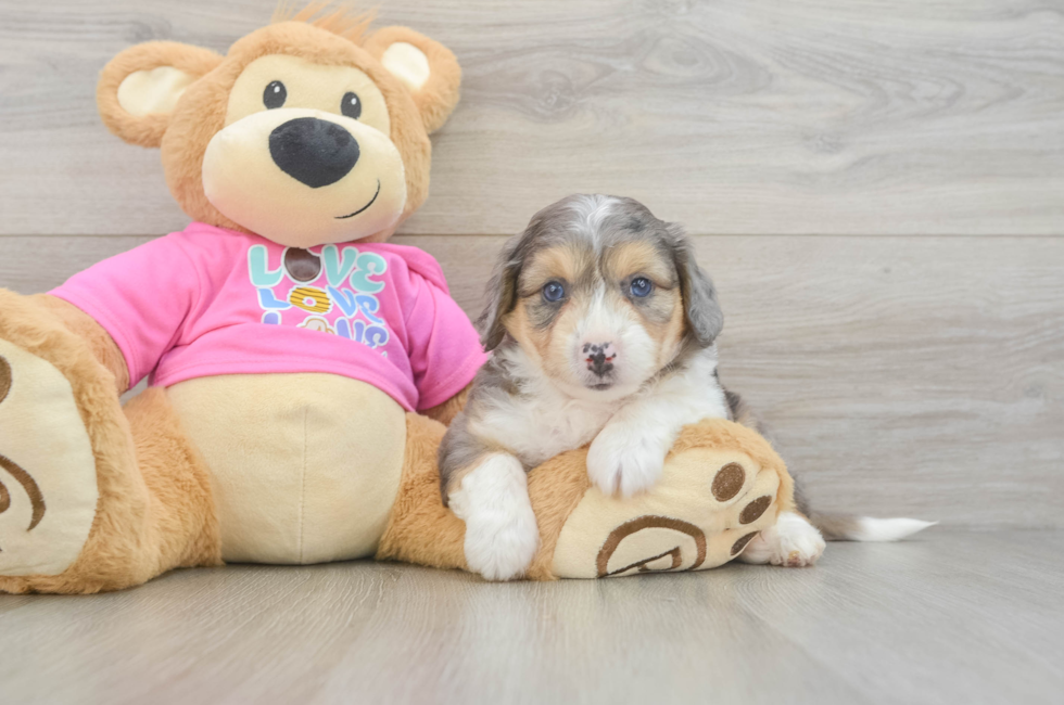 7 week old Aussiechon Puppy For Sale - Fairfield Furbabies