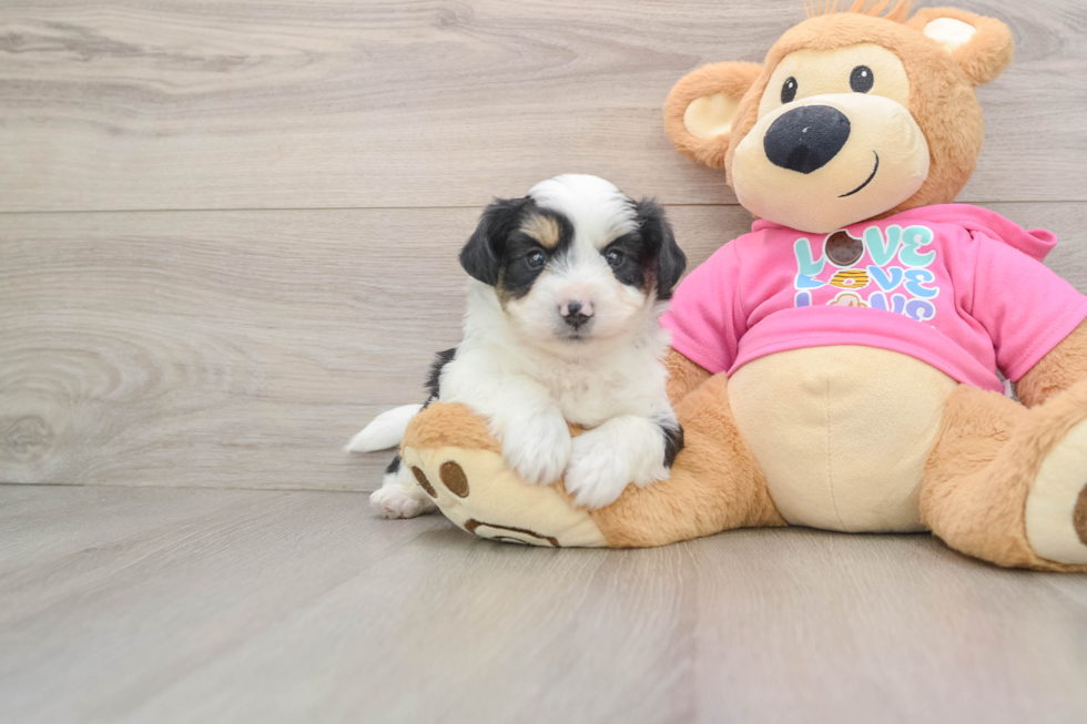 Aussiechon Puppy for Adoption